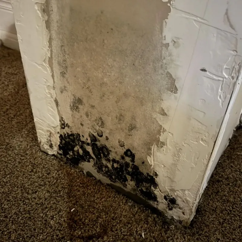 Professional Mold Removal in Villa Ridge, MO